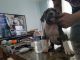 American Bully Puppies for sale in Burton, MI 48509, USA. price: $4,000