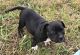 American Bully Puppies for sale in Texas City, TX, USA. price: NA