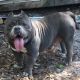 American Bully Puppies for sale in Spring Hill, FL 34609, USA. price: $1,250