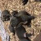 American Bully Puppies for sale in New York, NY 10001, USA. price: NA