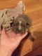 American Bully Puppies for sale in Teachey, NC 28464, USA. price: NA