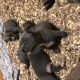 American Bully Puppies for sale in California, MD, USA. price: NA
