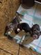 American Bully Puppies for sale in Berwyn, IL 60402, USA. price: $1,200