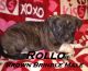 American Bully Puppies for sale in Beattyville, KY 41311, USA. price: NA
