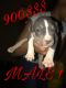 American Bully Puppies for sale in Linden, NJ 07036, USA. price: $500