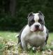 American Bully Puppies for sale in Bensalem, PA 19020, USA. price: NA