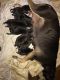 American Bully Puppies for sale in Vicksburg, MS, USA. price: NA