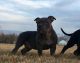 American Bully Puppies for sale in Farmington, UT, USA. price: NA