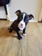 American Bully Puppies for sale in Aiken, SC, USA. price: $500