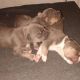 American Bully Puppies for sale in West Point, NY, USA. price: NA