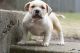 American Bully Puppies for sale in Chicago Heights, IL 60411, USA. price: NA