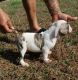 American Bully Puppies for sale in Decatur, GA 30030, USA. price: NA