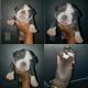 American Bully Puppies for sale in Lee's Summit, MO 64082, USA. price: $2,000