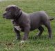 American Bully Puppies for sale in OH-618, Belpre, OH 45714, USA. price: NA