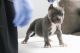 American Bully Puppies for sale in 2334 Button Dr, Clarksville, TN 37040, USA. price: $1,200
