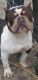 American Bully Puppies for sale in Vineland, NJ, USA. price: $500