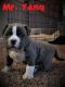 American Bully Puppies for sale in Ooltewah, TN, USA. price: $2,500