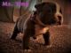 American Bully Puppies for sale in Ooltewah, TN, USA. price: $2,250