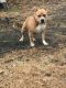American Bully Puppies for sale in Rockingham, NC 28379, USA. price: NA