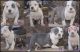 American Bully Puppies for sale in Omaha, NE, USA. price: NA