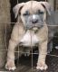 American Bully Puppies for sale in Port Gibson, MS 39150, USA. price: NA