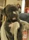 American Bully Puppies for sale in Wake Forest, NC 27587, USA. price: $300