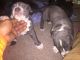 American Bully Puppies for sale in Merrillville, IN 46410, USA. price: NA