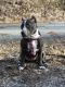 American Bully Puppies for sale in Johnson City, TN 37601, USA. price: NA
