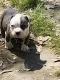 American Bully Puppies for sale in Daphne, AL, USA. price: NA