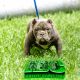 American Bully Puppies for sale in Corpus Christi, TX, USA. price: NA