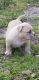 American Bully Puppies for sale in Laplace, LA, USA. price: NA