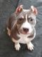 American Bully Puppies for sale in Menomonie, WI 54751, USA. price: NA