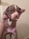 American Bully Puppies for sale in Troy, NY, USA. price: $500