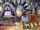 American Bully Puppies for sale in Hamptonville, NC 27020, USA. price: NA