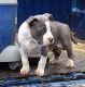 American Bully Puppies for sale in Dixon Springs, TN 37057, USA. price: $600
