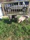 American Bully Puppies for sale in Louisville, KY, USA. price: $500