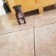 American Bully Puppies for sale in Spring Hill, FL, USA. price: $600