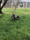 American Bully Puppies for sale in Kannapolis, NC, USA. price: NA