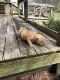 American Bully Puppies for sale in Kannapolis, NC, USA. price: NA