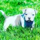 American Bully Puppies for sale in Hollywood, FL, USA. price: $3,500