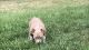 American Bully Puppies for sale in Ridgeway, VA 24148, USA. price: $1,500