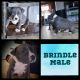 American Bully Puppies for sale in Springfield, OH, USA. price: NA