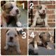 American Bully Puppies for sale in Okaloosa County, FL, USA. price: NA