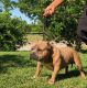 American Bully Puppies for sale in Missouri City, TX 77489, USA. price: $800