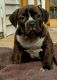 American Bully Puppies for sale in Perth Amboy, NJ 08861, USA. price: NA