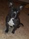 American Bully Puppies for sale in North Brunswick Township, NJ, USA. price: NA