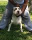 American Bully Puppies for sale in Drew, MS 38737, USA. price: NA