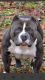 American Bully Puppies for sale in Grant, MI 49327, USA. price: NA