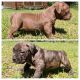 American Bully Puppies for sale in Crestview, FL, USA. price: NA