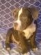 American Bully Puppies for sale in Clarksville, TN, USA. price: $2